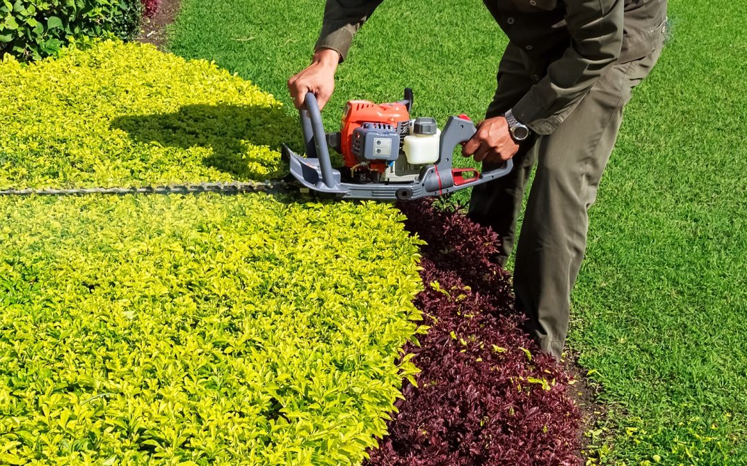 Shrub & Hedge Trimming and Tree Pruning & Maintenance in Darien, CT